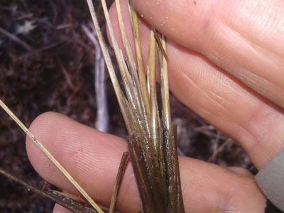 Chionochloa juncea, photographed by Brett Sandford