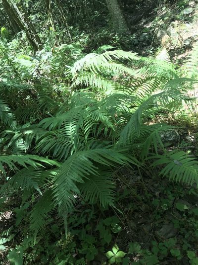 Pelazoneuron puberulum, photographed by Adriana Nelly Correa Sandoval