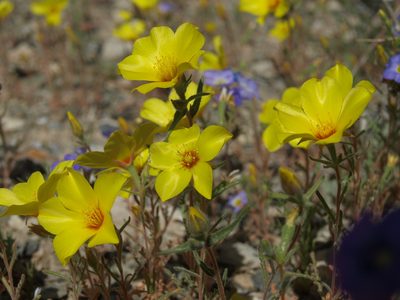 Mentzelia nitens, photographed by Jim Morefield