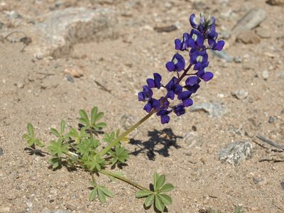 Lupinus odoratus, photographed by Jim Morefield