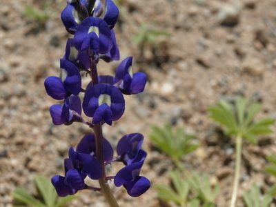 Lupinus odoratus, photographed by Jim Morefield