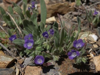 Phacelia curvipes, photographed by Jim Morefield