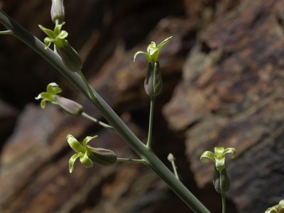 Streptanthus glaucus, photographed by Jim Morefield
