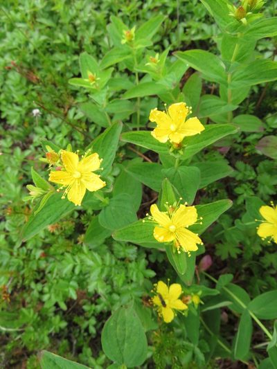 Hypericum kamtschaticum, photographed by Marco Mussita
