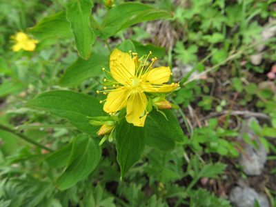 Hypericum kamtschaticum, photographed by Marco Mussita