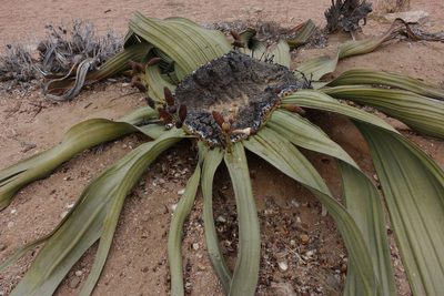 Welwitschia mirabilis, photographed by John Barkla