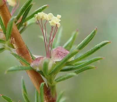 Cliffortia filifolia, photographed by Nicola van Berkel