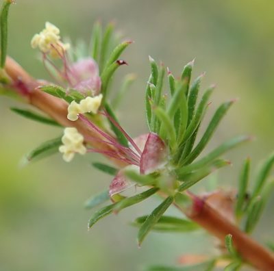 Cliffortia filifolia, photographed by Nicola van Berkel