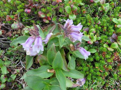 Pennellianthus frutescens, photographed by Marco Mussita