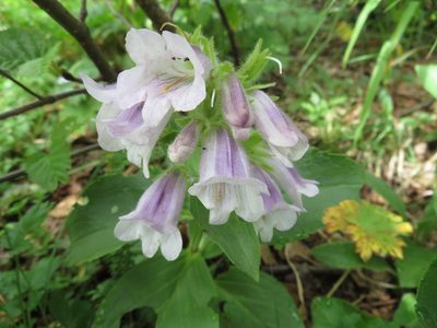 Pennellianthus frutescens, photographed by Marco Mussita