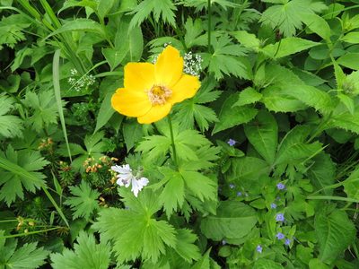 Trollius riederianus, photographed by Marco Mussita