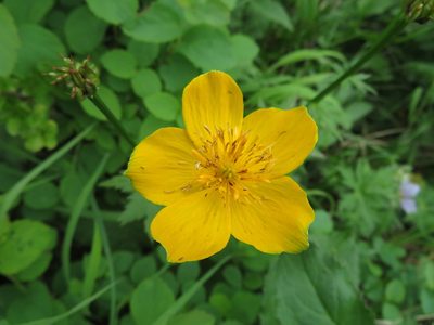 Trollius riederianus, photographed by Marco Mussita