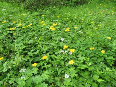 Trollius riederianus, photographed by Marco Mussita