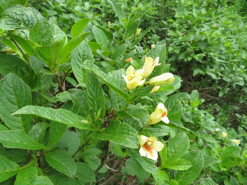 Weigela middendorffiana, photographed by Marco Mussita