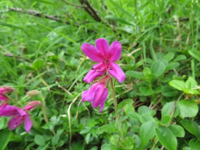 Rhododendron camtschaticum, photographed by Marco Mussita