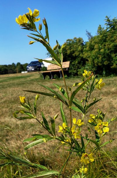 Lysimachia hybrida, photographed by aarongunnar