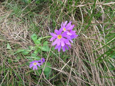 Primula cuneifolia, photographed by Marco Mussita