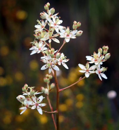Zigadenus glaberrimus, photographed by Lauren McLaurin