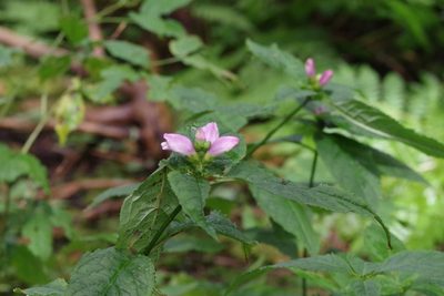 Chelone lyonii, photographed by Mark Connolly