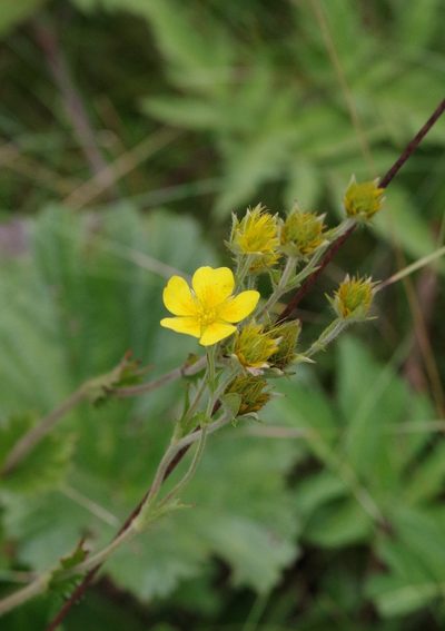 Geum radiatum, photographed by Mark Connolly
