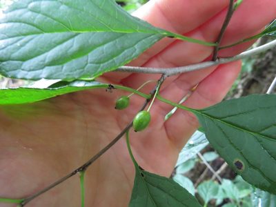 Ilex collina, photographed by Evan M. Raskin