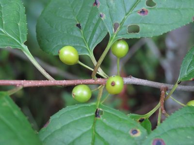 Ilex collina, photographed by Evan M. Raskin