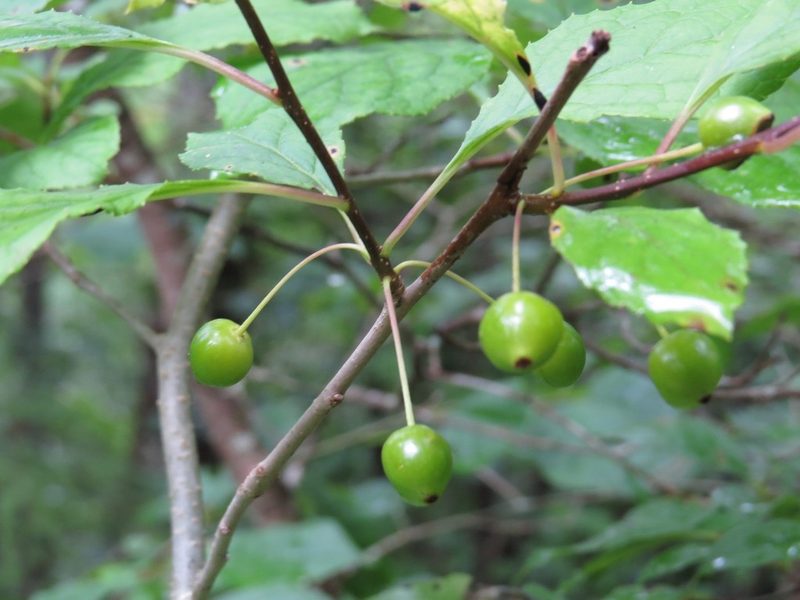 Ilex collina, photographed by Evan M. Raskin