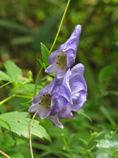 Aconitum uncinatum, photographed by Evan M. Raskin