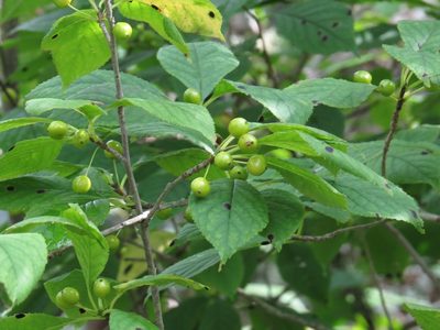 Ilex collina, photographed by Evan M. Raskin