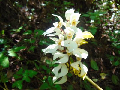 Govenia utriculata, photographed by Israel Hernandez Aguilar
