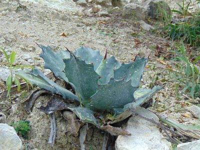 Agave potatorum, photographed by Israel Hernandez Aguilar