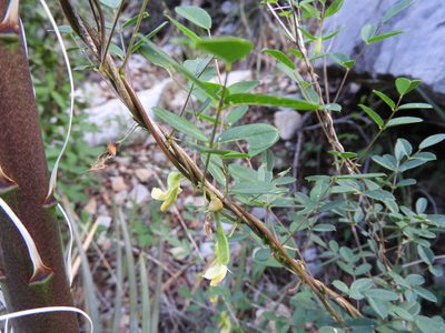 Nissolia platycalyx, photographed by Leticia Jiménez Hernández