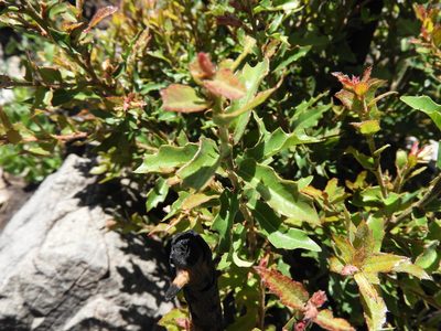 Quercus pringlei, photographed by Leticia Jiménez Hernández