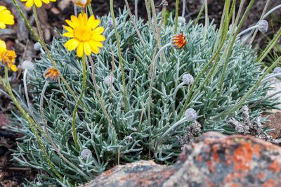 Euryops othonnoides, photographed by magriet b