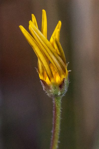 Osteospermum rigidum, photographed by magriet b