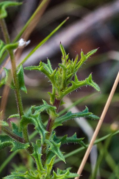 Osteospermum rigidum, photographed by magriet b
