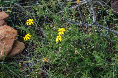 Osteospermum rigidum, photographed by magriet b