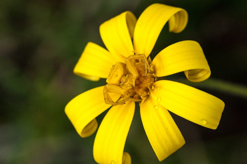 Osteospermum rigidum, photographed by magriet b