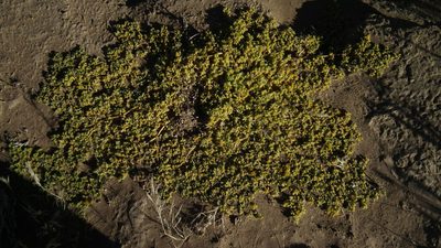 Zygophyllum simplex, photographed by Shaun Swanepoel