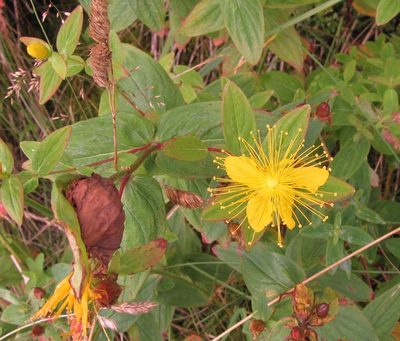 Hypericum graveolens, photographed by Ken Kneidel