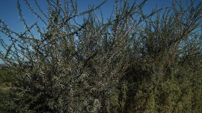 Vachellia nebrownii, photographed by Shaun Swanepoel