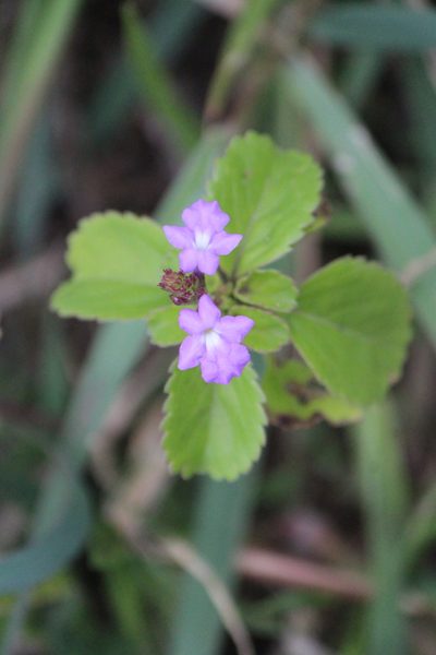 Bouchea prismatica, photographed by José Belem Hernández Díaz