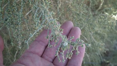Caroxylon aphyllum, photographed by Shaun Swanepoel