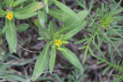Melampodium sericeum, photographed by José Belem Hernández Díaz