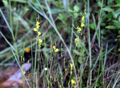 Utricularia juncea, photographed by Lauren McLaurin