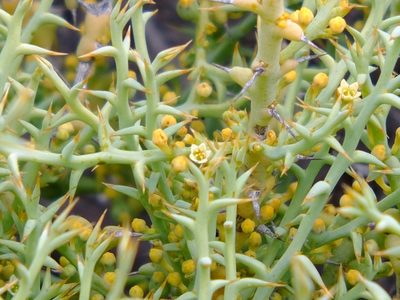 Thesium pungens, photographed by Kevin Murray