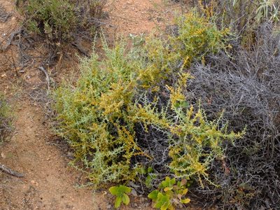 Thesium pungens, photographed by Kevin Murray