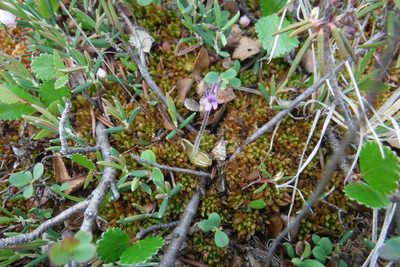 Pinguicula villosa, photographed by Rose Zappa