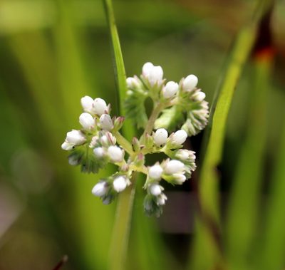 Mitreola sessilifolia, photographed by Lauren McLaurin