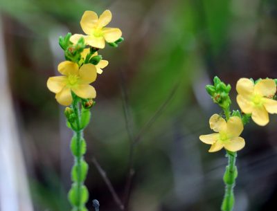Hypericum setosum, photographed by Lauren McLaurin